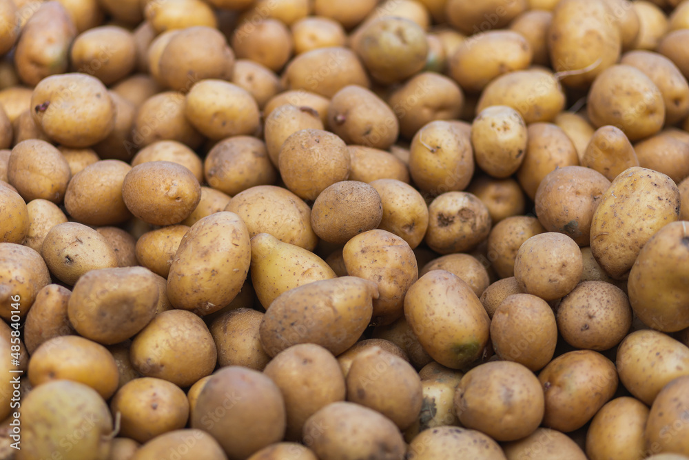 Fresh brown clean potato tubers, soft selective focus. Background with potatoes Fresh brown clean potato tubers, soft selective focus. Background with potatoes