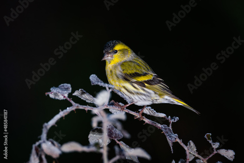 Clave baja de jilguero lúgano (Spinus spinus) photo