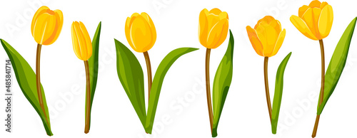 Set of yellow tulips. Vector illustration