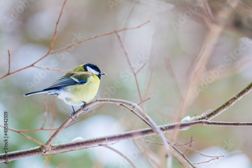 A tit on a tree branch.