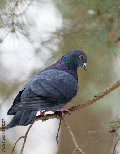 A grey pigeon on a pine branch.