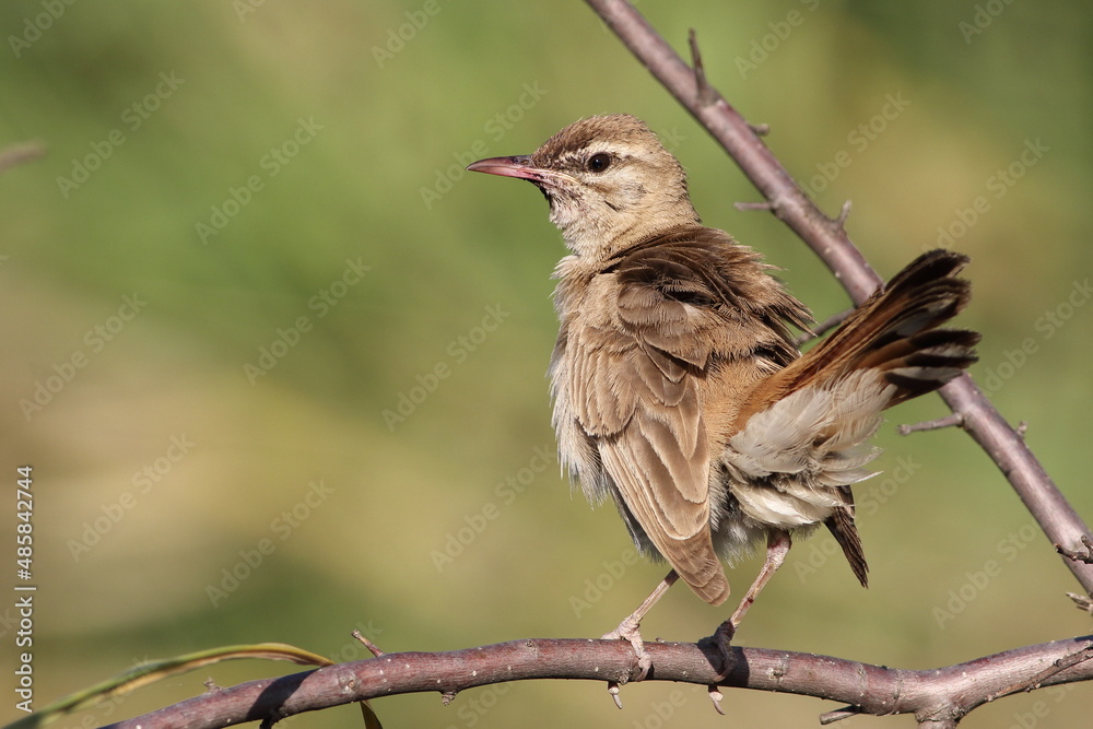 Fototapeta premium Rufous-tailed Scrub Robin (Cercotrichas galactotes)