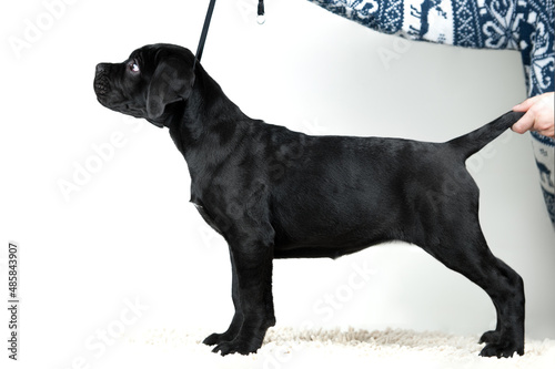 Obraz na plátně Puppy conformation