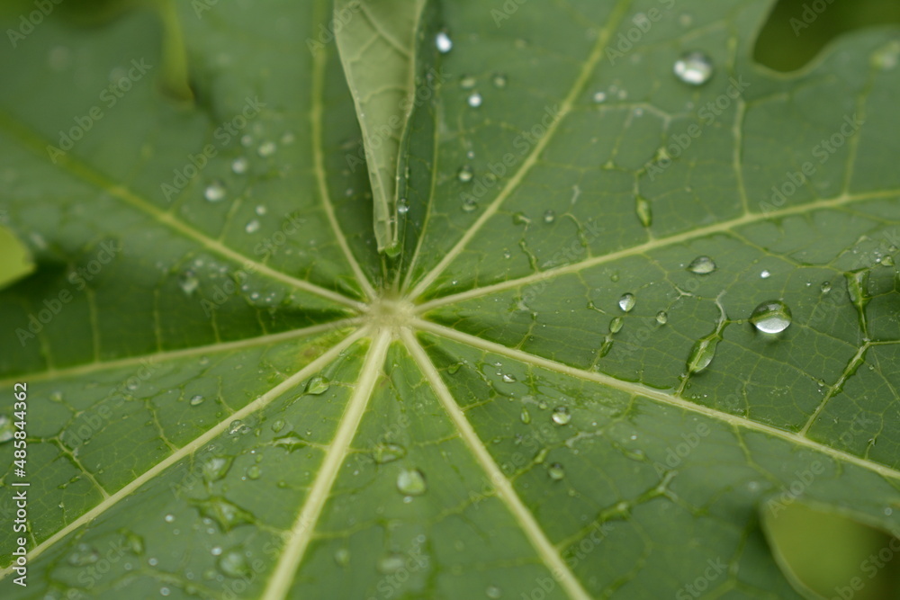 unfocus rain drop in cassava leaf unfocus rain drop in cassava leaf