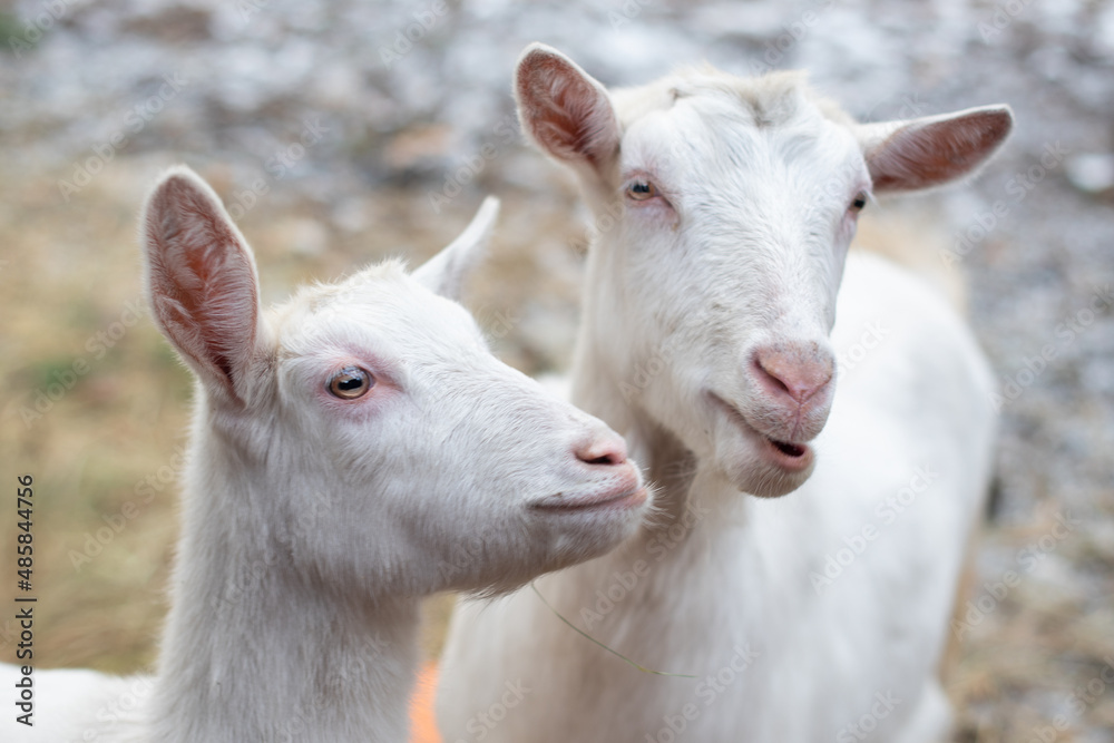 White goats on a farm in winter White goats on a farm in winter
