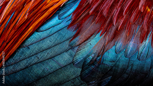 Obraz na plátně Rooster feathers