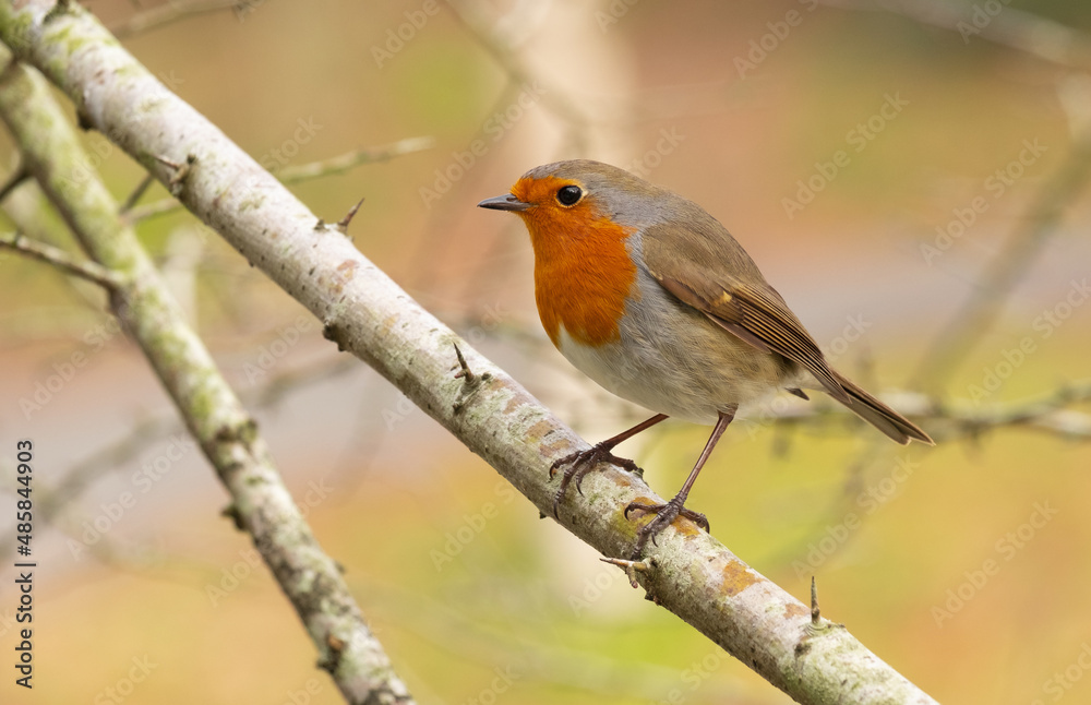 Robins in the forest of Mount Ulia, Euskadi