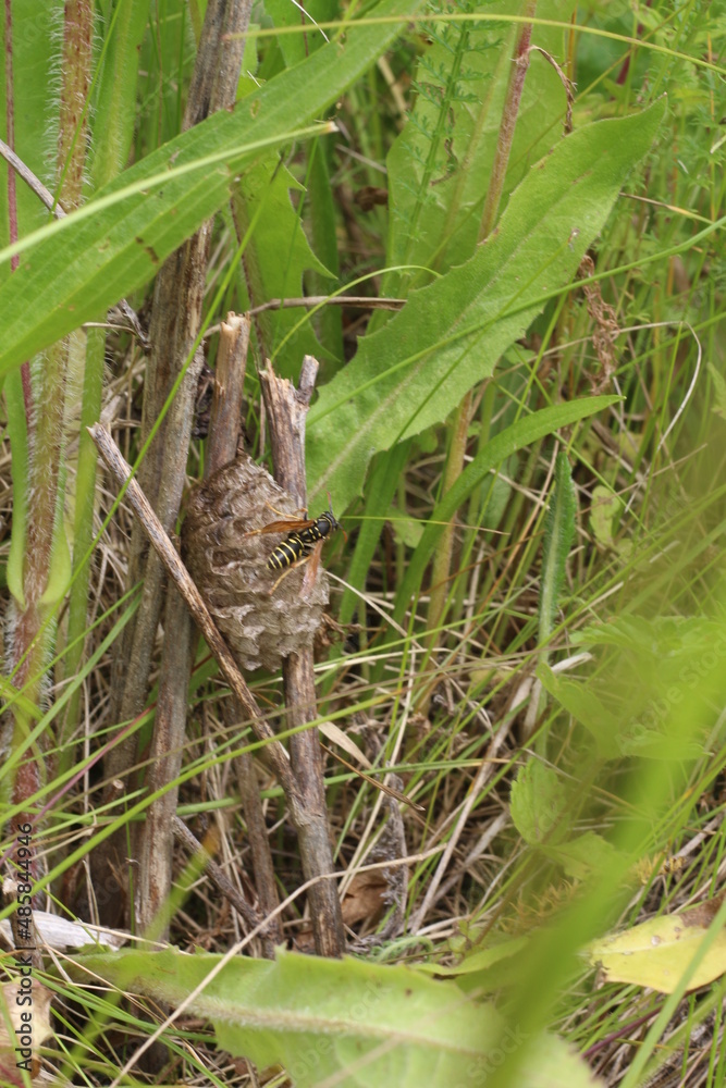 wasp nest in the grass