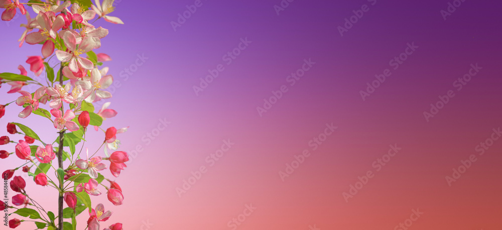 Banner with beautiful and colorful cherry blossom at Spring day in tropical garden with copy space for text and rosy and blue gradient background. Concept love, Spring and happiness.