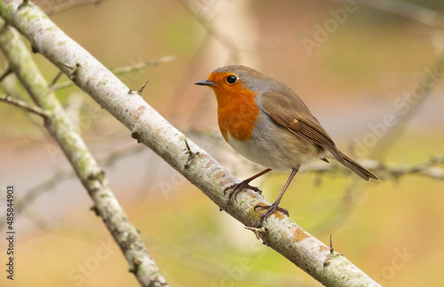 Robins in the forest of Mount Ulia, Euskadi