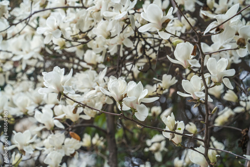Blossoming of magnolia white flowers in spring time, natural seasonal background