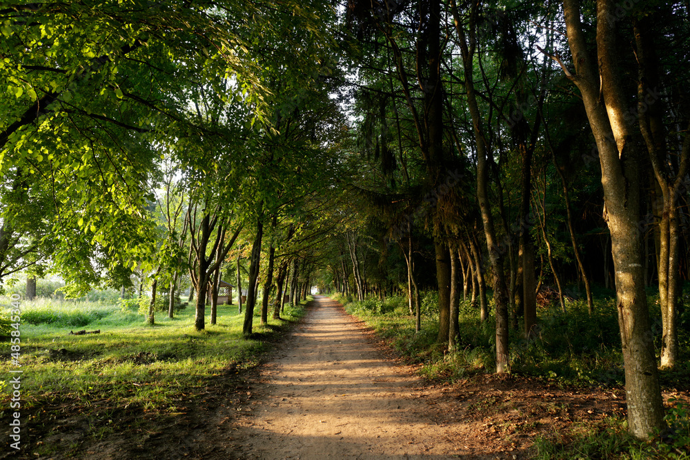 Walking path in green forest park, beauty and freshness of nature, Ukraine, Carpathians Walking path in green forest park, beauty and freshness of nature, Ukraine, Carpathians