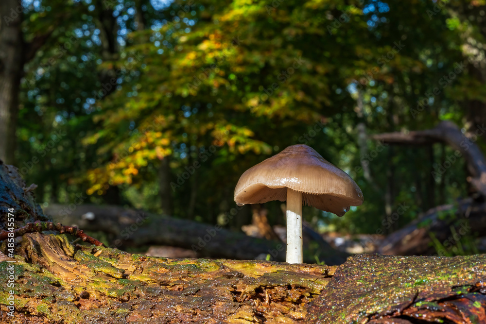 A beautiful specimen of the common deer fungus or deer shield (Pluteus cervinus) on a rotting tree trunk, right after a heavy rainstorm A beautiful specimen of the common deer fungus or deer shield (Pluteus cervinus) on a rotting tree trunk, right after a heavy rainstorm