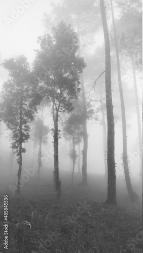 forest with fog. abstract fog in forest. dreammy forest for background. blur forest with fog
