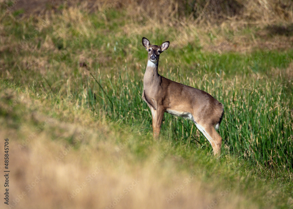 White-tailed Deer along Clear Creek in Pearland, Texas! White-tailed Deer along Clear Creek in Pearland, Texas!