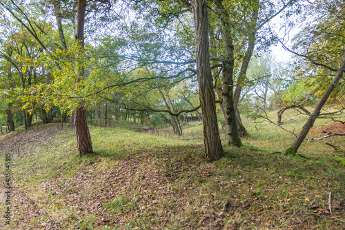 An open deciduous forest on the rolling dunes in the Amsterdamse Waterleidingduinen photo