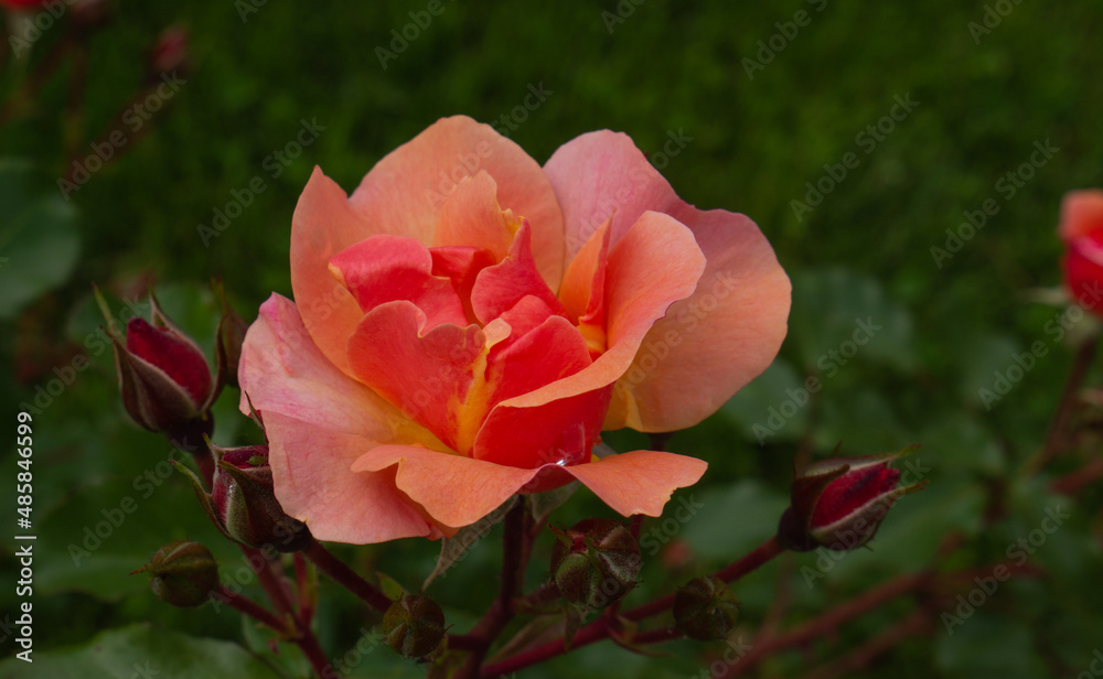 Single rose isolated with leaves on green background.