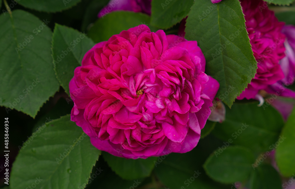 Single pink rose with leaves on green background. Perfect flower