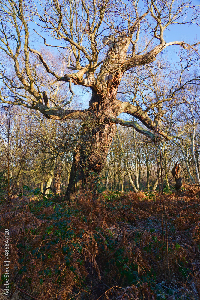 Obraz premium A bare twisted old Oak tree stands among bracken and brambles in Sherwood Forest on a bright winter day.
