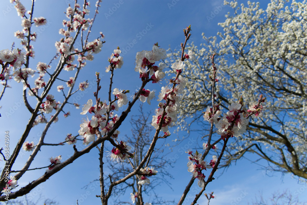 Sakura Flower Sakura Flower
