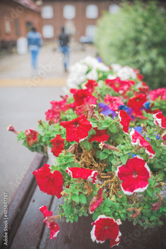 Fototapeta Naklejka Na Ścianę i Meble -  Red decorative flowers in the city park, close up