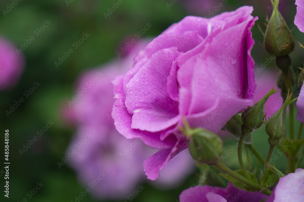 Fototapeta premium Single lilac rose with button on natural green background. High quality photo.