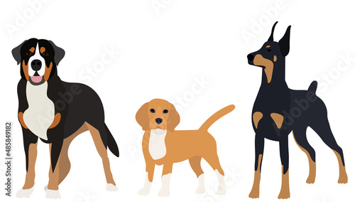 dogs flat design on white background, vector © zolotons