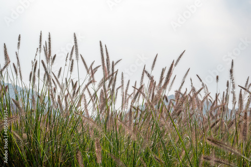 There are large tracts of Dogtail grass in the field photo