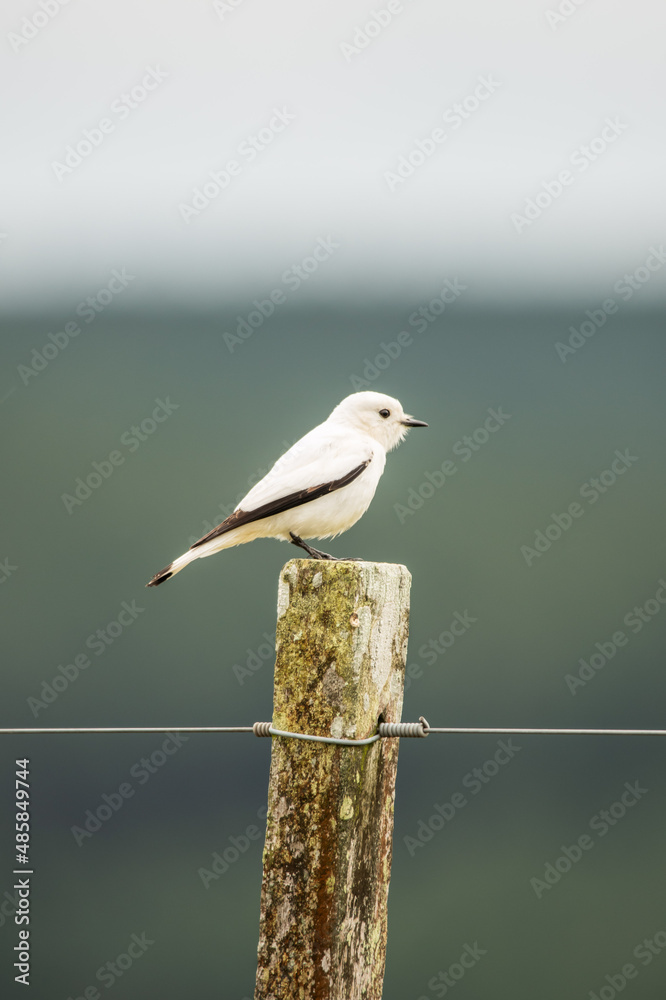 Obraz premium bird on a rock