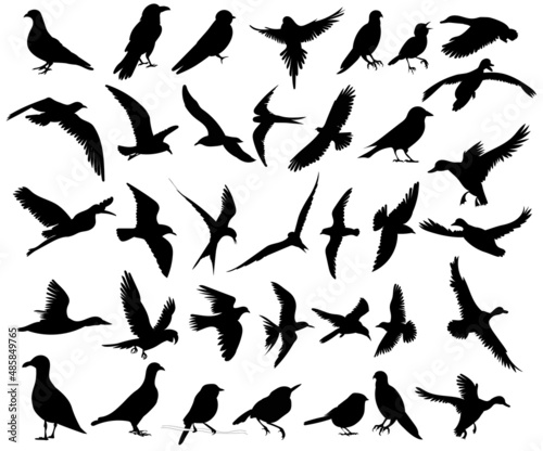 birds set silhouette  on white background  vector
