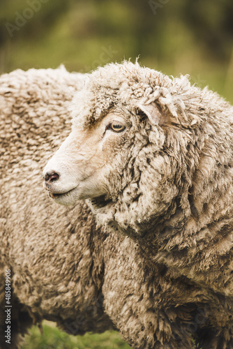 close up of a sheep