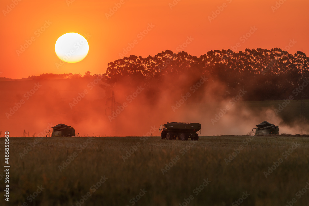 Fototapeta premium cows in the field