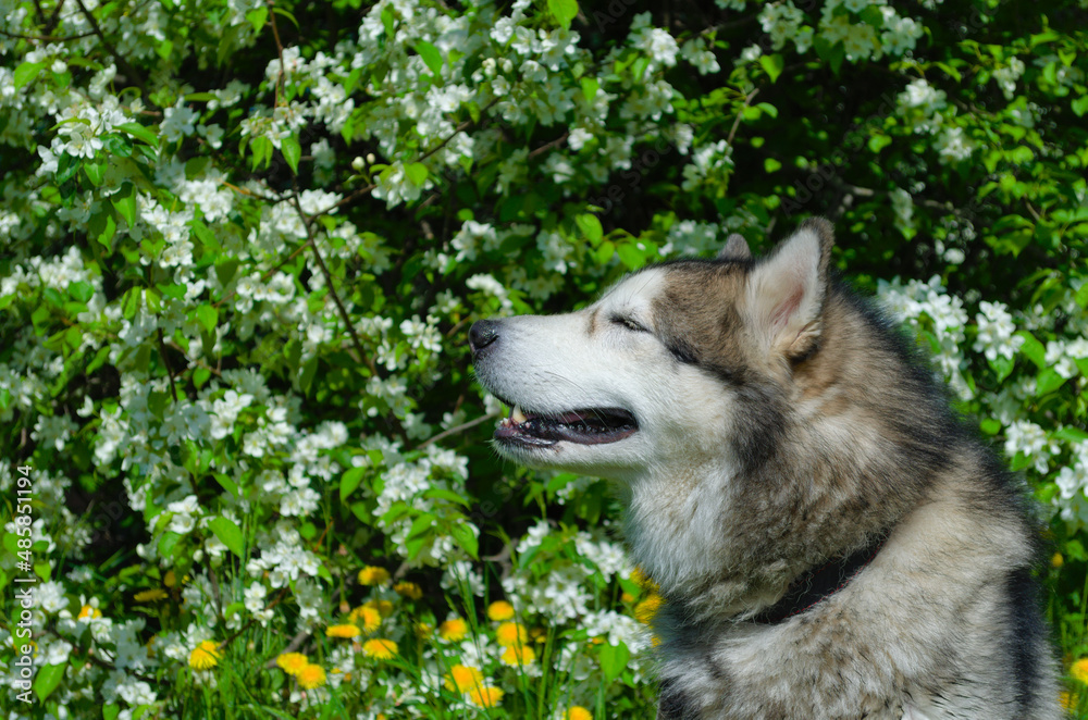 Alaskan malamute loves flowers