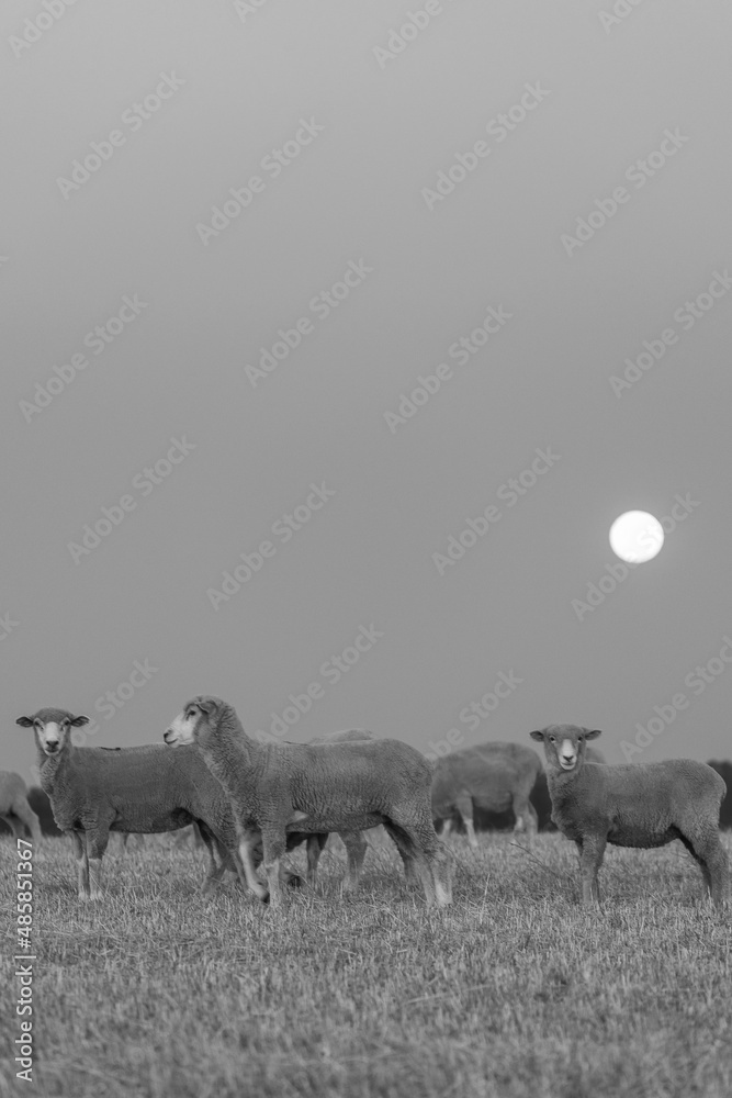 Fotografie herd of sheep