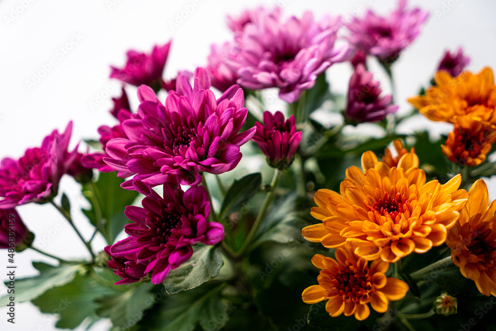 flowers flowers