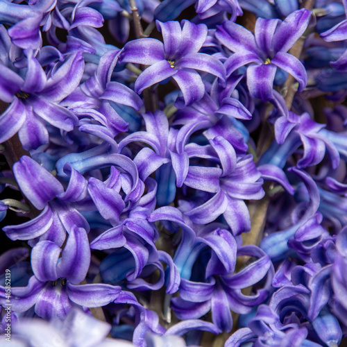 Close-up of fresh hyacinth. Gift for women's Day. An image for flower shop, postcard. Selective focus.