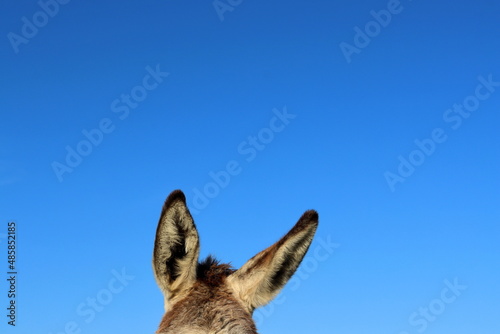 Donkey ears against the blue sky. The donkey's ear is turned to the side. © kati17