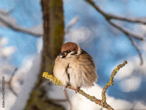 Close-up shot of the fluffy Eurasian tree sparrow (Passer montanus) sitting on a branch in bright sunlight in winter day. Detailed portrait and plumage of bird cleaning feathers