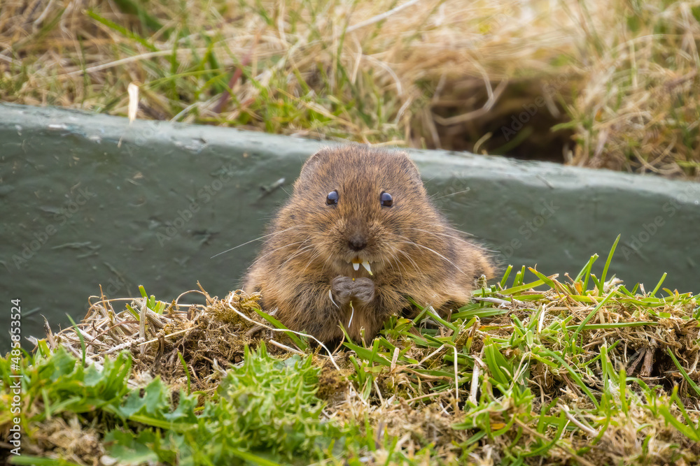 Orkney Vole eating a daisy, Orkney, Scotland Orkney Vole eating a daisy, Orkney, Scotland