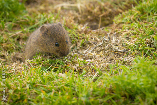 Orkney Vole  Orkney  Scotland