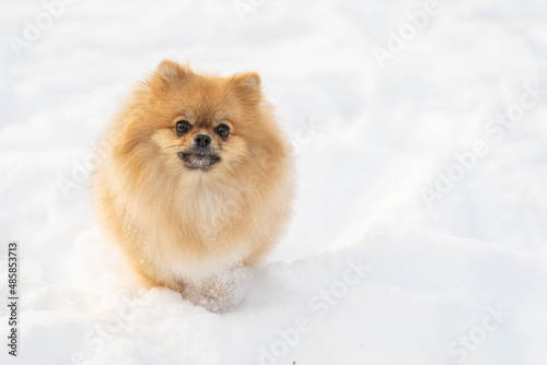 Young fluffy clean thoroughbred pomeranian Spitz pet dog on white clean snow in a city downtown park on sunny winter day. Holidays, leisure activity, family time, animals, seasonal, © pavelgulea