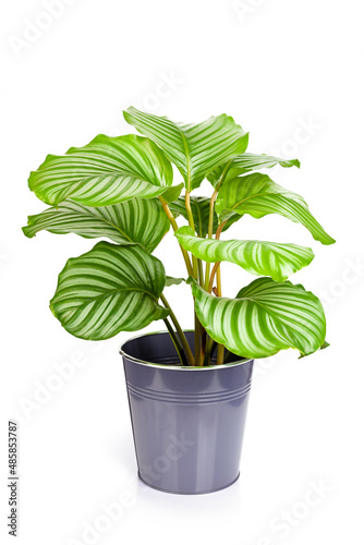 Calathea orbifolia plant in pot isolated on white background photo