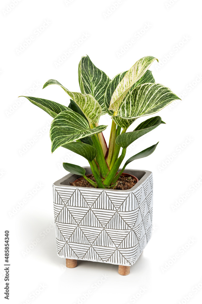Obraz premium Philodendron Birkin house plant in white textured pot