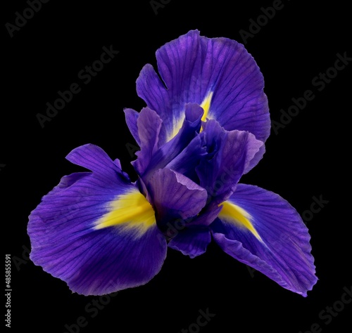 Fototapeta Naklejka Na Ścianę i Meble -  iris flower grows on a black background