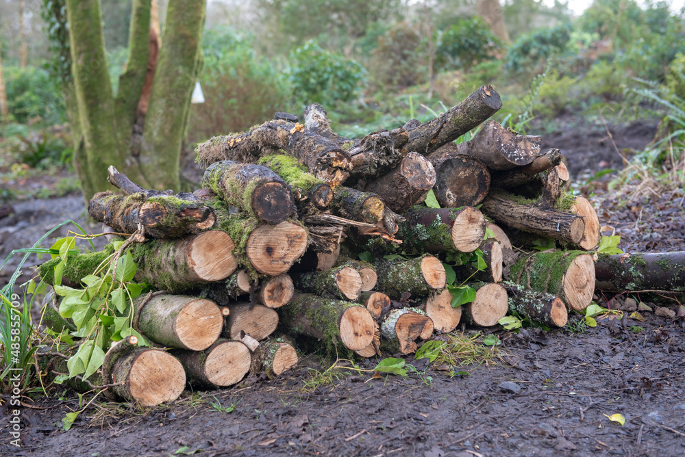 Large pile of trees cut down in woodland area Large pile of trees cut down in woodland area