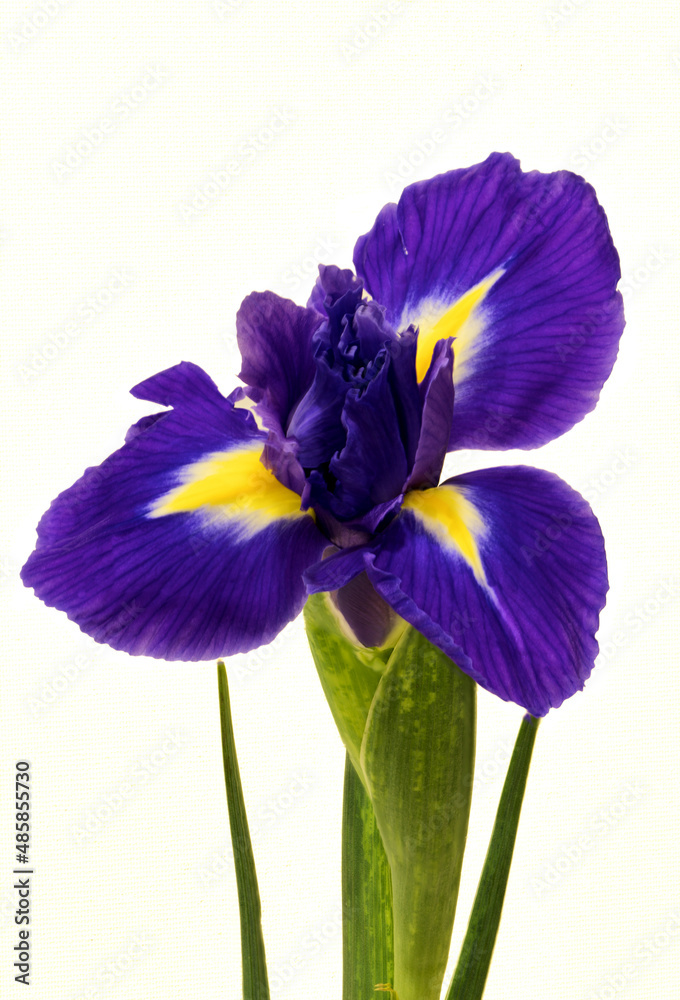 iris flower growing on white background