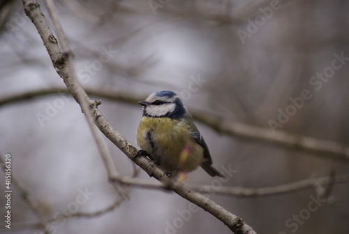 Eurasian blue tit sitting on a tree