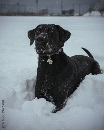 labrador retriever portrait ( black labrador )
