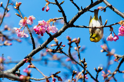 Japanese White-eye and Cerasus lannesiana Carriere at Shibuya, Tokyo, Japan photo