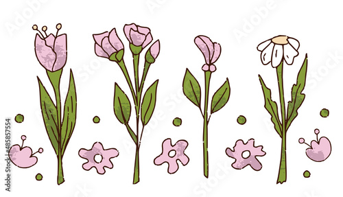 Hand drawn flower set for florist shop, rose, camomile, tulip in color isolated on white background. Floristry handicraft on white. Flat vector cartoon isolated